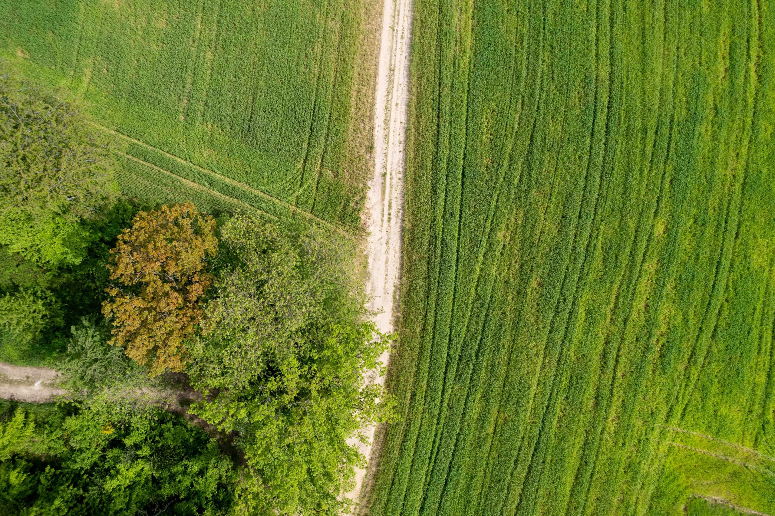 Luftaufnahme von Grünflächen, vertikal durchtrennt von einem Feldweg.