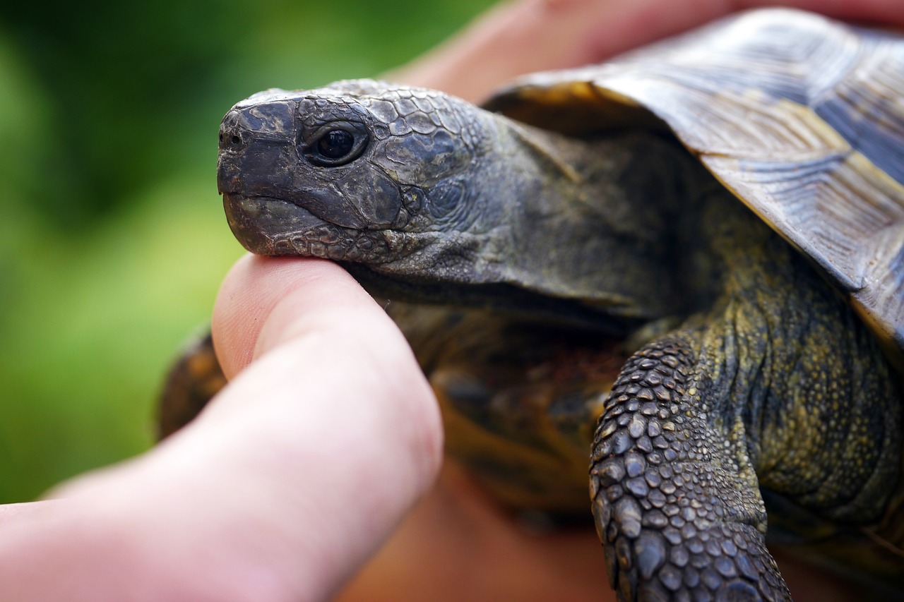 Schildkröte auf Hand.