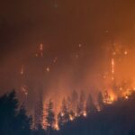 Waldbrand: Dunkle Silhouette von Nadelbäumen vor orange leuchtendem Hintergrund.