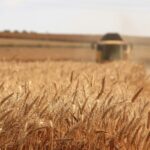 Getreidefeld mit einer landwirtschaftlichen Maschine