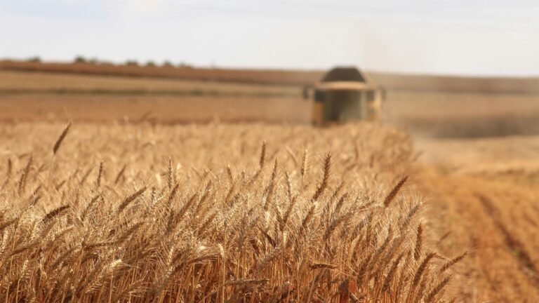 Getreidefeld mit einer landwirtschaftlichen Maschine